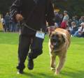 36v_Sofiero2 Springer vackert i ringen p� Sofiero, det h�r momentet gillar jag b�st p� utst�llningar.